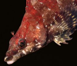 Eye Electric. Painted Greenling. Taken in Monterey, CA, A... by Karen Sanders 